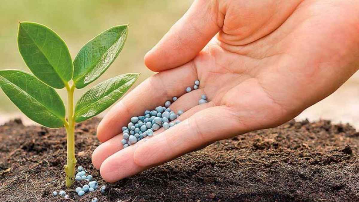 fertilizantes-nitrogenados-los-precios-aumentan - 2022-09-26 - Fertilizantes Alimentos1