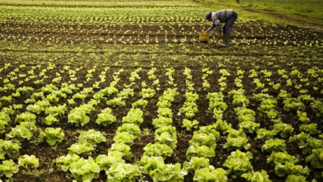 fertilizantes_mundo Se espera que los precios de los fertilizantes nitrogenados aumenten