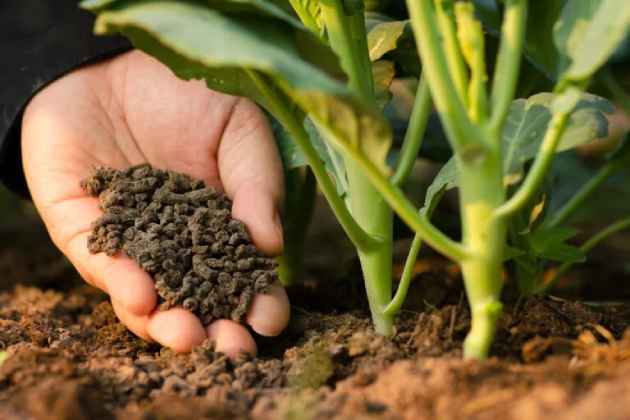 fertilizantes_organicos 6 fertilizantes orgánicos caseros comunes para el jardín de tu casa