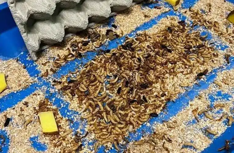 ¿Tus comidas favoritas contienen quitina, derivada de insectos?