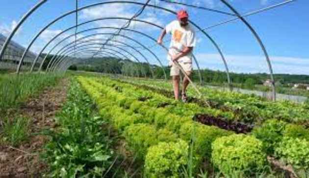 agricultura La agricultura orgánica produce un 40% más de cultivos que la siembra convencional