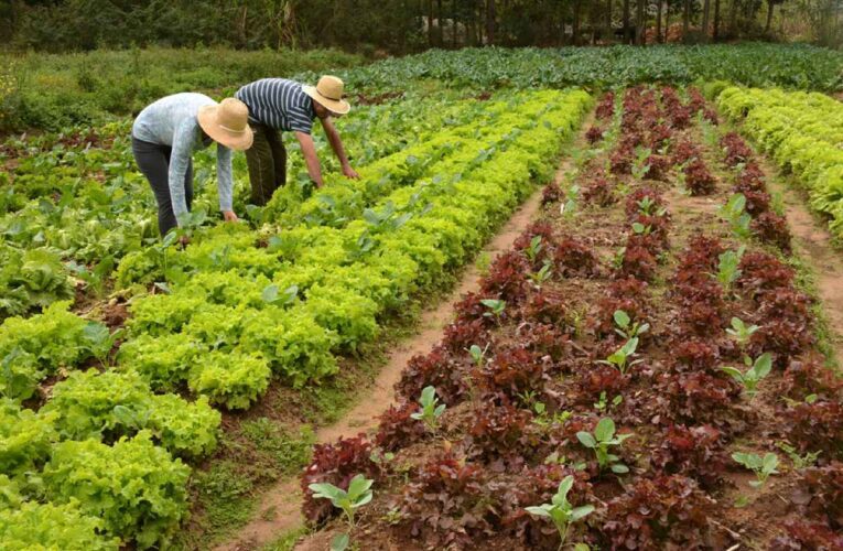 La agricultura orgánica produce un 40% más de cultivos que la siembra convencional