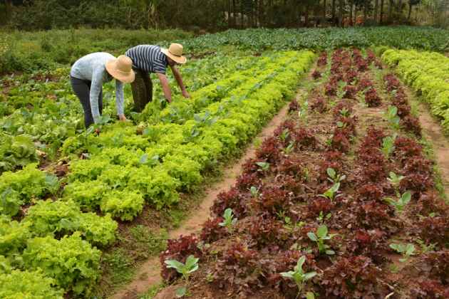 agricultura_organica1 La agricultura orgánica produce un 40% más de cultivos que la siembra convencional