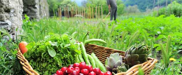 agricultura_situacion La agricultura orgánica produce un 40% más de cultivos que la siembra convencional