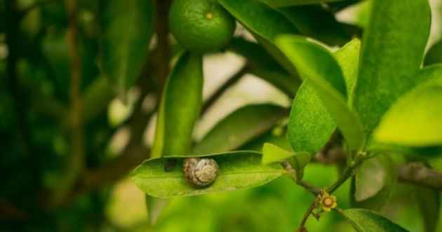 caracoles Aceite mineral para salvar a los árboles de cítricos de los caracoles