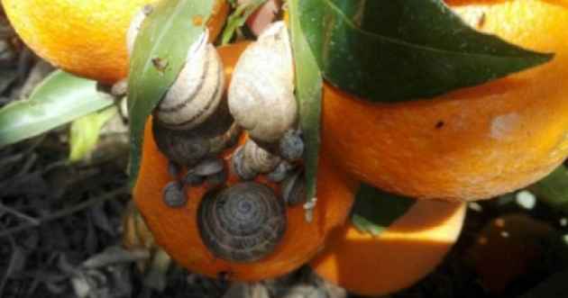 caracoles_citricos Aceite mineral para salvar a los árboles de cítricos de los caracoles