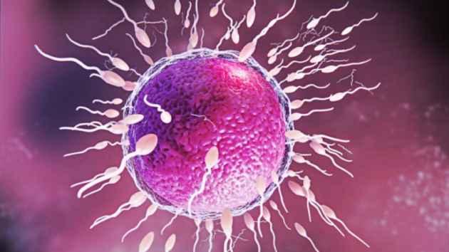 semen_infertilidad1 La mitad de los hombres tendrán un recuento de espermatozoides de CERO para 2050