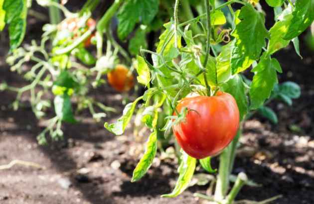 semillas_germinar Consejos de jardinería en el hogar: semillas de tomate para sembrar