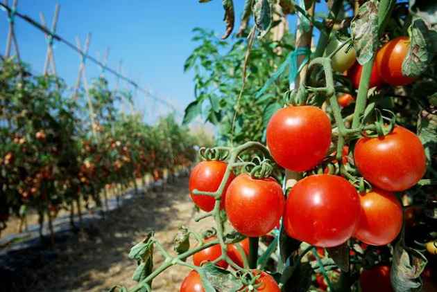 semillas_huerto Consejos de jardinería en el hogar: semillas de tomate para sembrar