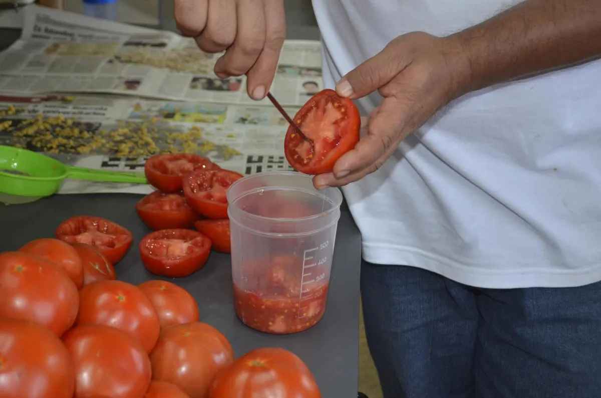 00 Semillas de tomate para sembrar: jardineria básica 00