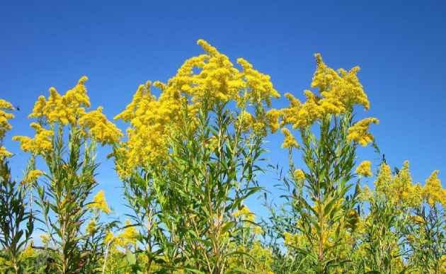 vara_cultivos La vara de oro, una planta versátil que necesitas en tu jardín de supervivencia