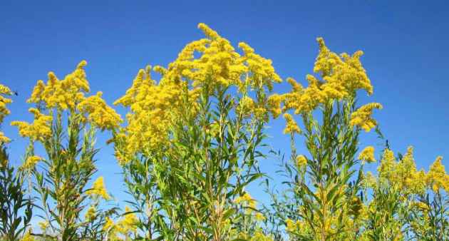 vara_herbolario1 La vara de oro, una planta versátil que necesitas en tu jardín de supervivencia