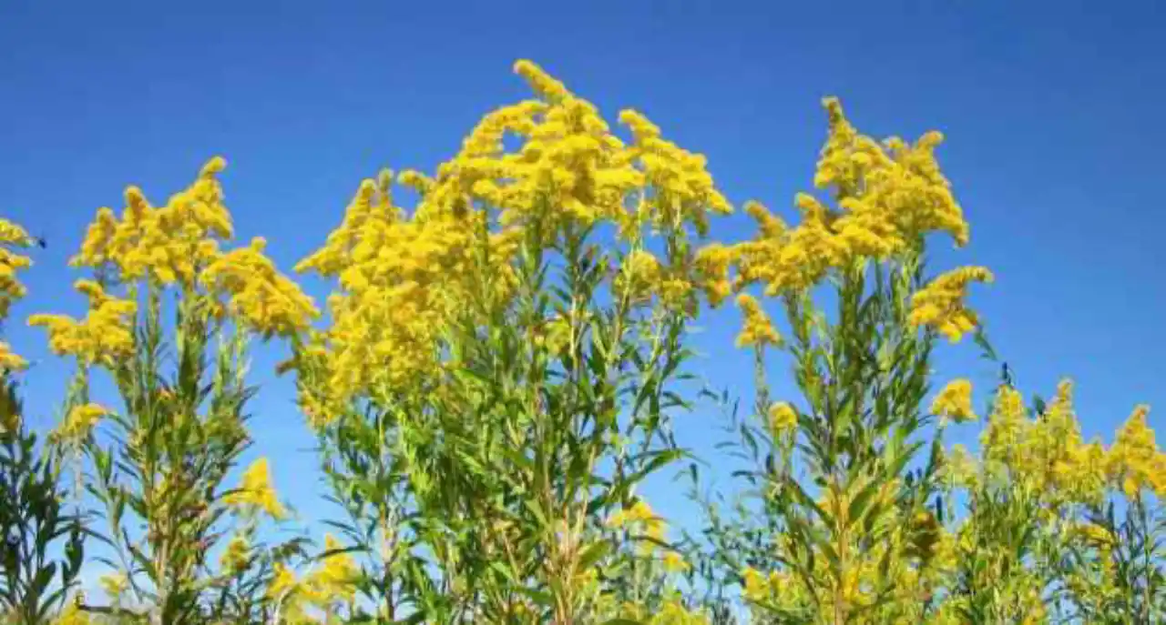00 Vara de oro para tu jardín de supervivencia 00