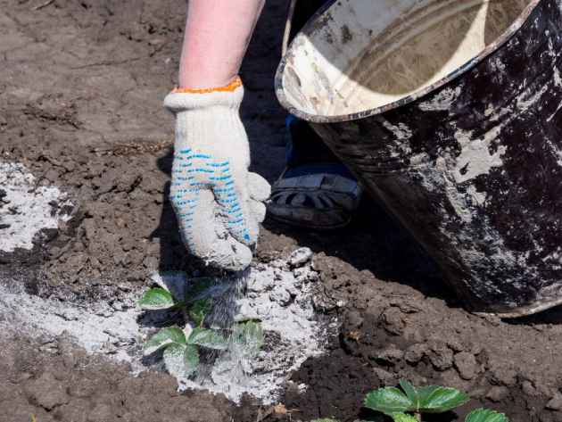 fertilizante_madera 6 artículos cotidianos que puedes usar para fertilizar el jardín de tu casa