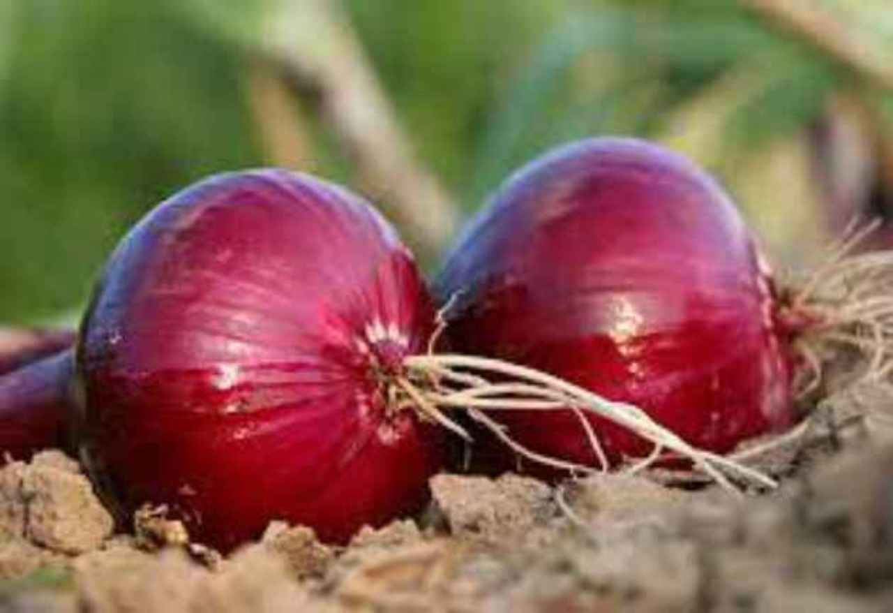 00 Allium se ha utilizado en la medicina popular. 00