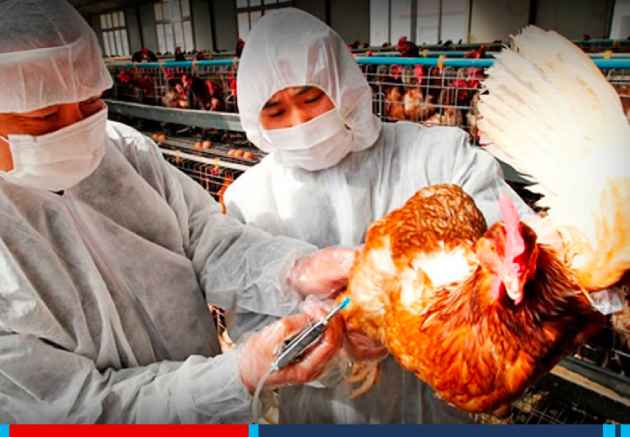 00 La gripe aviar: fármaco provoca efectos secundarios 00
