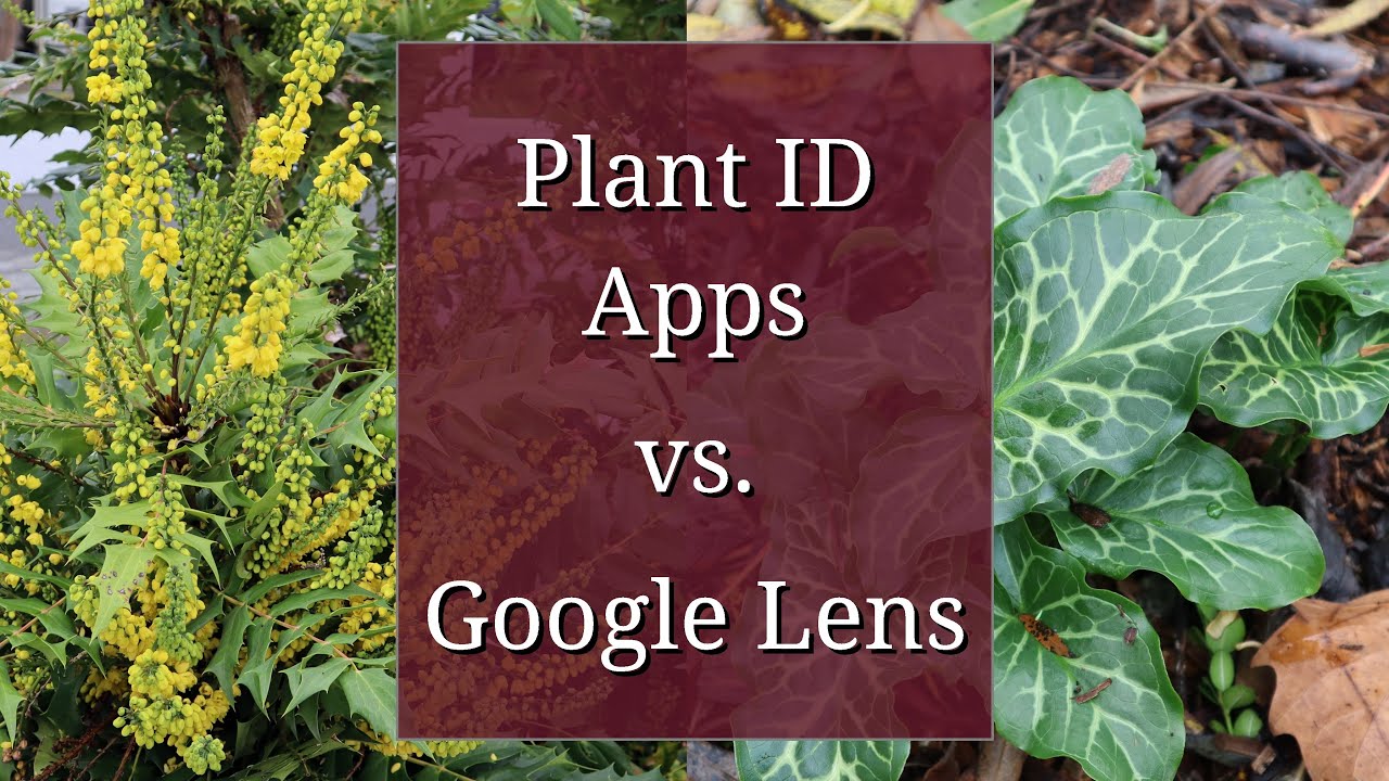 00 Funciones de Google Lens en tu dispositivo 00