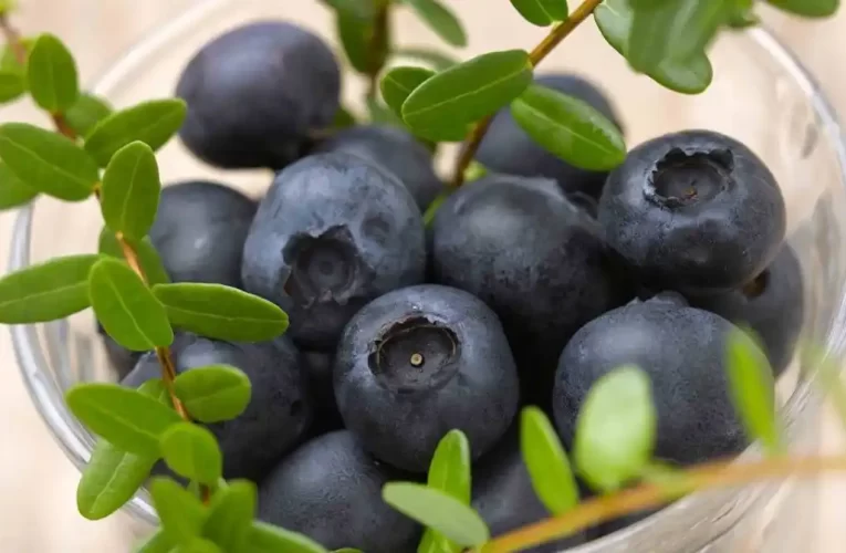 Beneficios del Arándano: La Superfruta con Propiedades Anticancerígenas