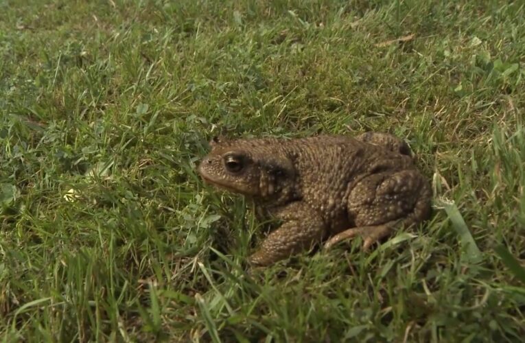 La Importancia de la Biodiversidad Genética para la Sostenibilidad del Planeta