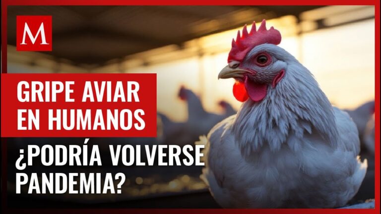 gripe-aviar-que-efecto-tiene-en-los-humanos - 2024-06-12 - Gripe Aviar