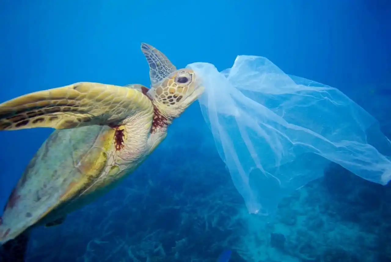 tortuga -