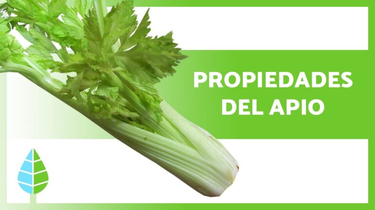 apio-propiedades-beneficios-y-recetas - 2024-08-13 - Apio