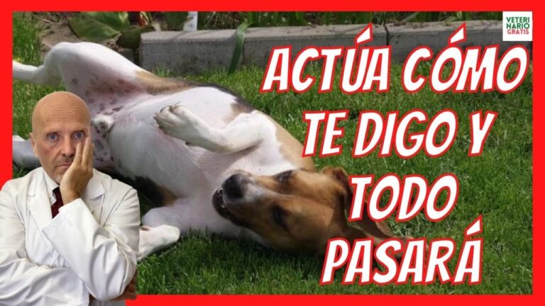 epilepsia-en-perros-sintomas-y-diagnostico - 2024-07-29 - Epilepsia En Perros