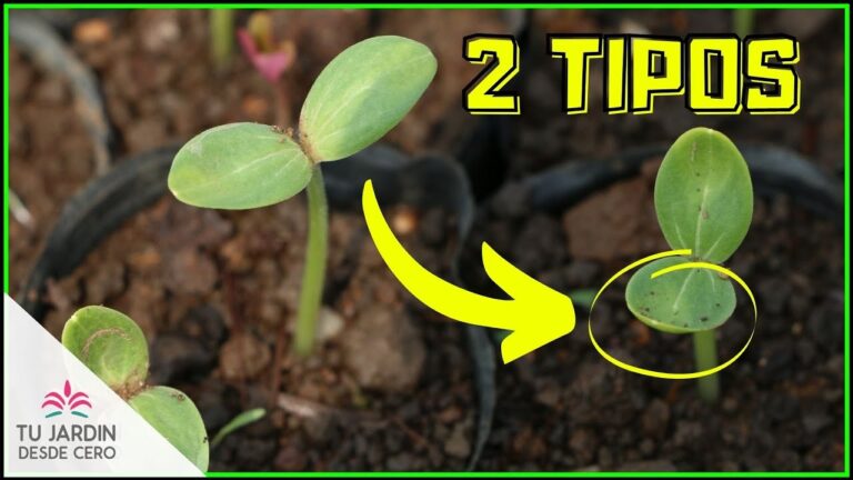 germinacion-beneficios-de-cultivar-alimentos - 2024-07-21 - Germinacion
