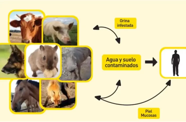Leptospirosis: Síntomas, Tratamiento y Prevención