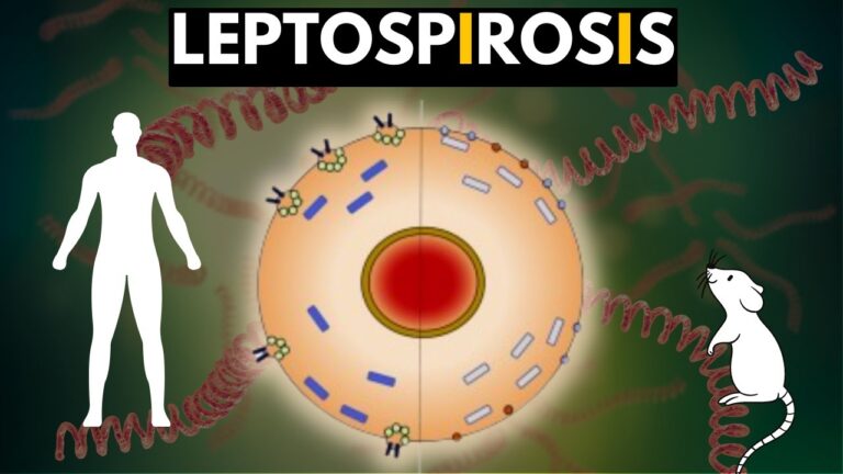 leptospirosis-sintomas-tratamiento-prevencion - 2024-08-18 - Leptospirosis