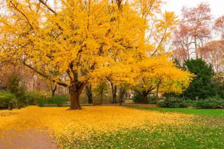 ginkgo-biloba-usos-y-todo-lo-que-debes-saber - 2024-09-13 - Need