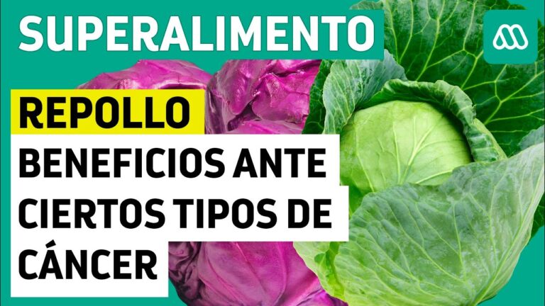 repollo-diferentes-tipos-y-sus-caracteristica - 2024-09-23 - Repollo