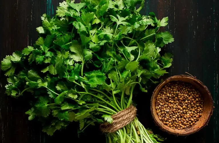 Cilantro: Beneficios, Usos Culinarios y Cómo Cultivarlo en Casa