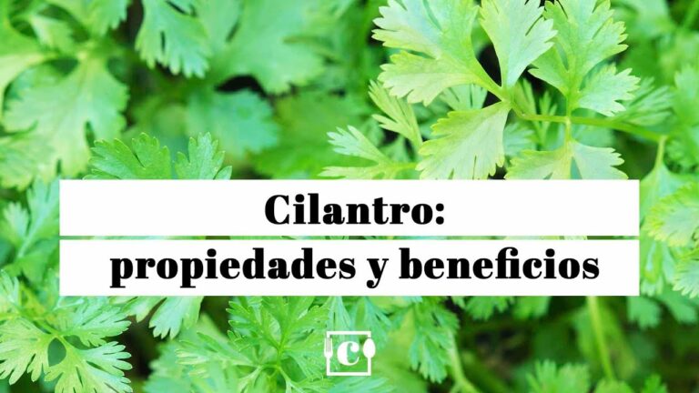 cilantro-beneficios-y-los-usos-culinarios - 2024-11-14 - Cilantro