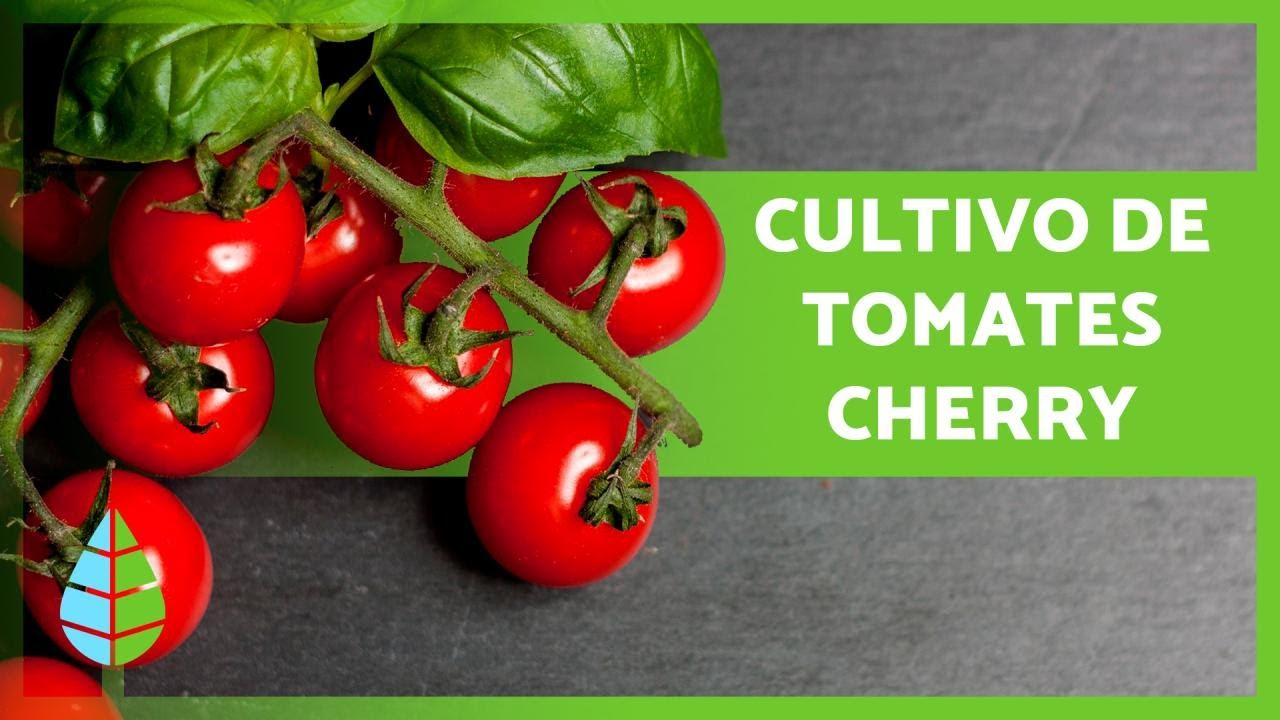 tomate-cherry-beneficios-cultivo-y-recetas - 2024-01-02 - Tomate Cherry