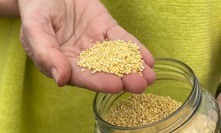 mijo-el-superalimento-nutritivo-para-tu-dieta - 2025-01-20 - Cultivo 2