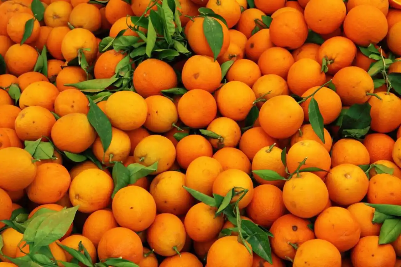 naranjas-variedades-propiedades-y-usos - 2025-01-21 - Naranjas