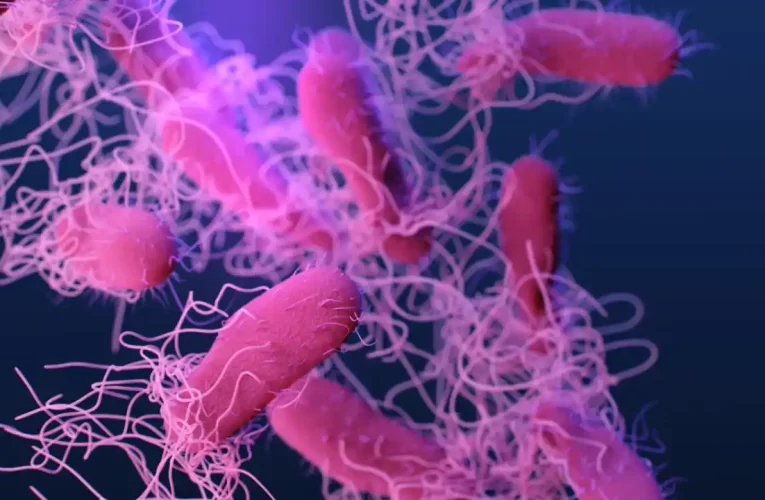 Salmonella: Prevención, Síntomas y Tratamiento