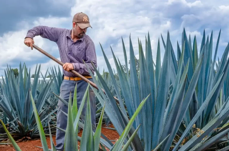 agave-beneficios-usos-y-variedades - 2025-01-23 - Usos 1