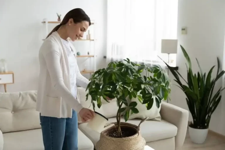 las-plantas-de-interior-para-tu-hogar - 2025-02-08 - Mantener