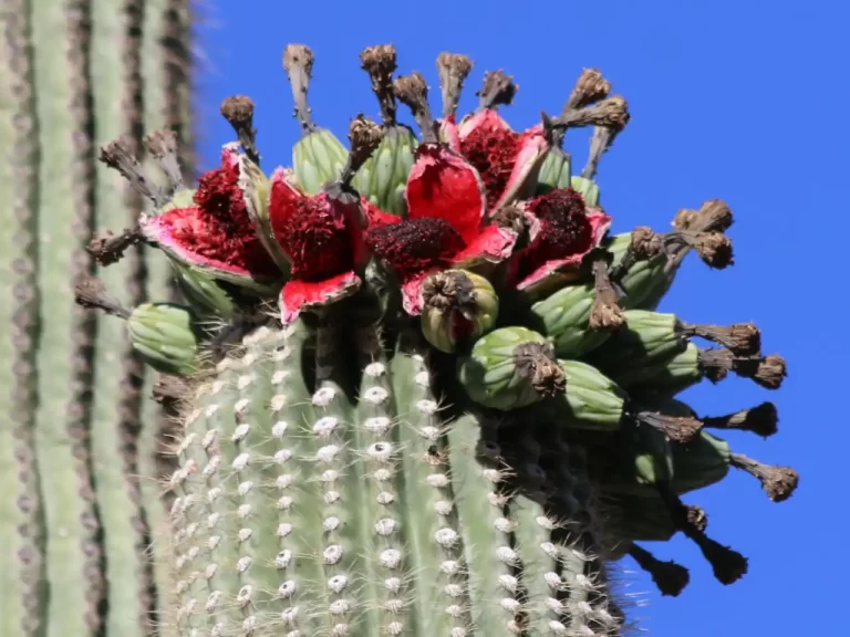 cactus-cuidados-variedades-y-beneficios - 2025-02-05 - Saguaro