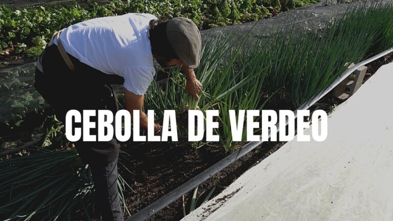 cebolla-de-verdeo-beneficios-usos-y-recetas - 2025-02-19 - Cebolla De Verdeo