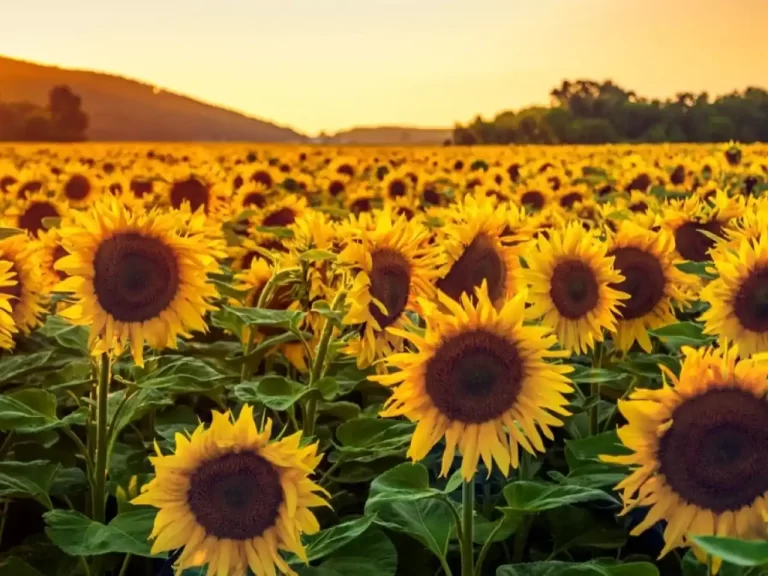 girasol-caracteristicas-y-propiedades - 2025-02-17 - Flor