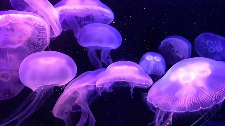 medusas-tipos-habitats-y-curiosidades - 2025-02-22 - Hipnotiza