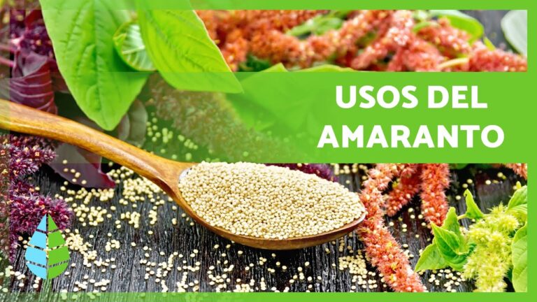 amaranto-superalimento-que-te-transformara - 2025-04-04 - Amaranto
