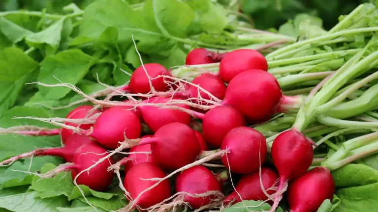 rabanos-beneficios-cultivo-y-recetas-deliciosas - 2025-03-14 - Aprovechar