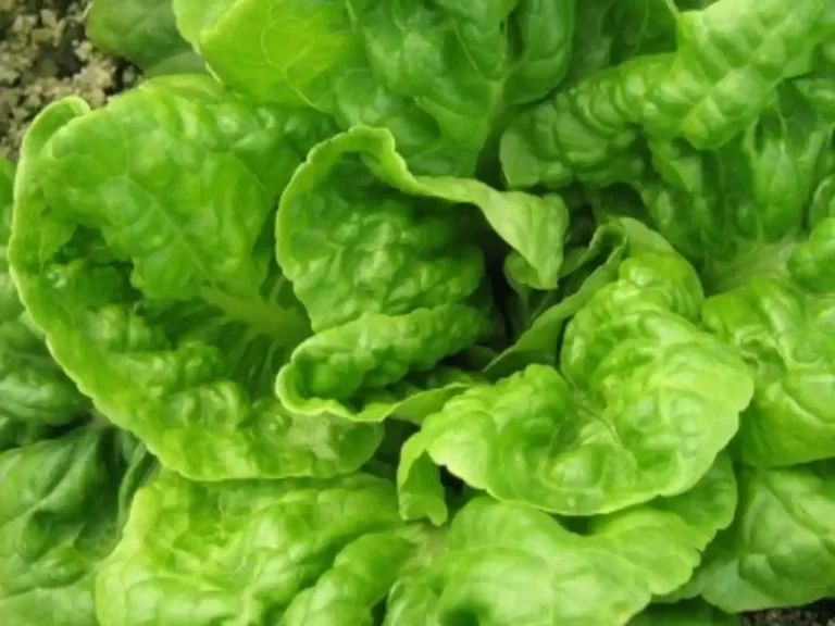 lechuga-mantecosa-beneficios-cultivo-y-recetas - 2025-03-18 - Cultivar