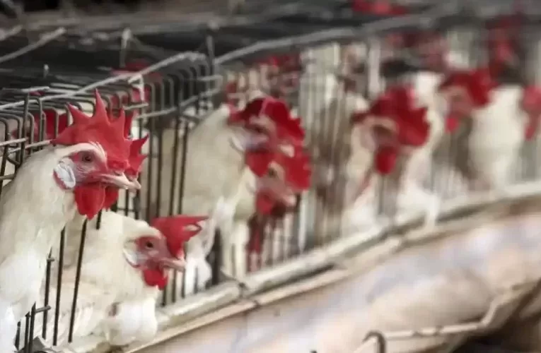 Influenza aviar: causas, síntomas y prevención