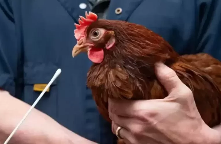 Diagnóstico y tratamiento de la influenza aviar en aves