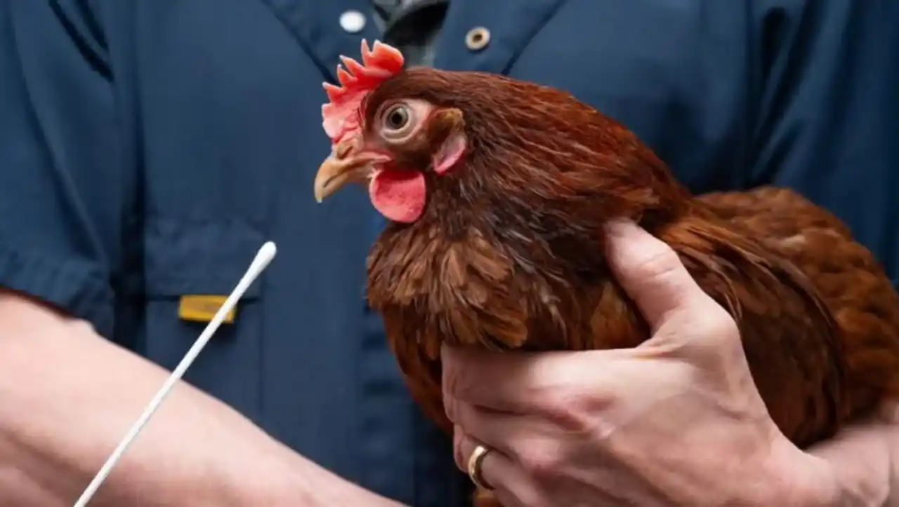 diagnóstico de influenza aviar en aves